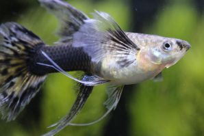 コブラタキシードリボン（エンゼルフィン）ＲＲＥ．Ａ／レース系のメス